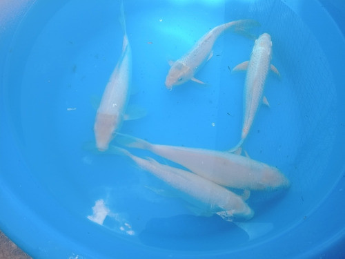 Carpa Koi 30 Cm Estanques, Lagos Directo Criadero Agua Fria 0
