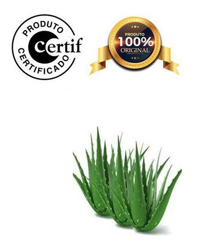 Óleo De Aloe Vera 5litros Prensado A Frio Com Laudo Original 0