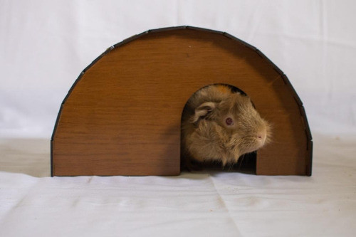 Brinquedo Casinha Para Porquinho Da Índia Toquinha Acessorio 0