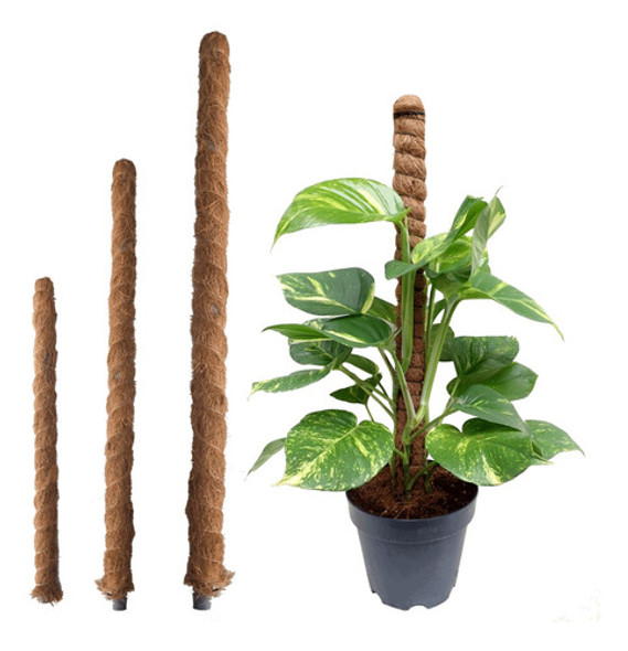 Tutores De Caña De Bambu Y Musgo Para Plantas Palo 150cm 1