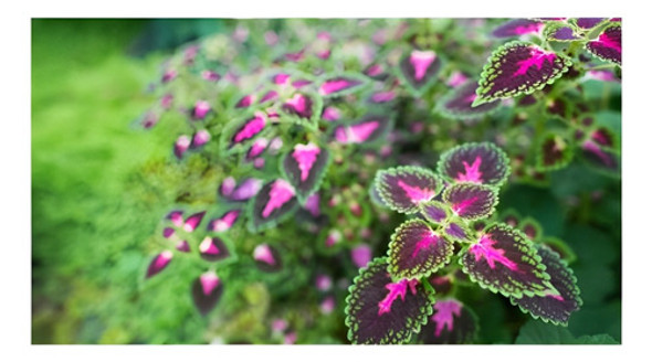 Semillas De Coleus Sobre Por 0,15gr Valhalla Grow Shop 0 Semillas De Coleus Sobre Por 0,15gr Valhalla Grow Shop 0
