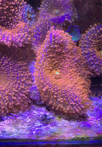 Coral Ricordea Florida Sp 0