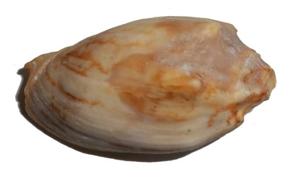 Caracol Concha Marino Levogiro Cymbiola Vespertilio Pecera 0 Caracol Concha Marino Levogiro Cymbiola Vespertilio Pecera 0