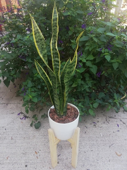 Sansevieria Espada De San Jorge + Maceta + Pie Nordico 1