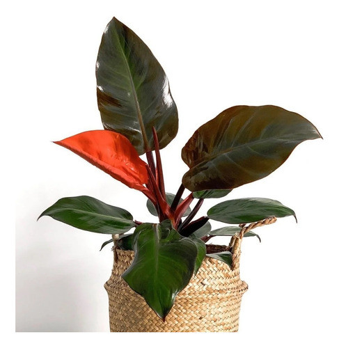 Planta Philodendron Imperial Red 0