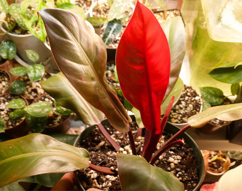 Planta Philodendron Imperial Red 1