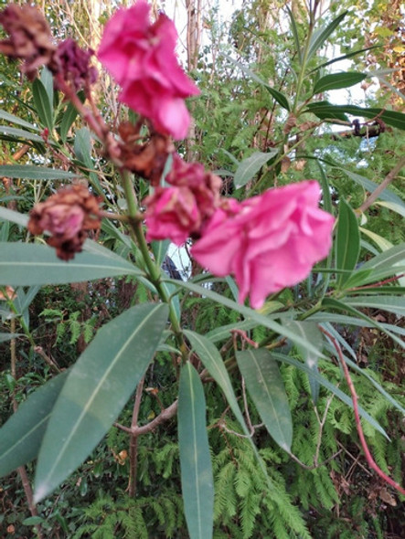 Laurel De Jardin Londrinha Rojo Blanco O Rosado 1,20 Metro 1 Laurel De Jardin Londrinha Rojo Blanco O Rosado 1,20 Metro 1