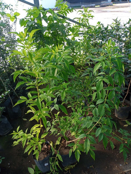 Arbol Guaran Lapachillo Amarillo - E.gratis Amba 1