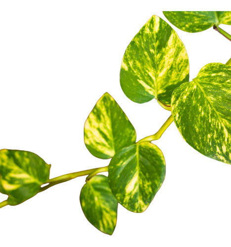 Planta De Potus!! Interior, Excelente Purificador Del Aire!! 0