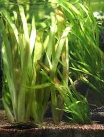 Planta Vallisneria Surtida A Mundo Acuatico 1