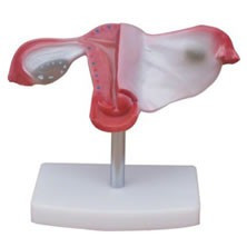 Utero, Material Didactico Para Enseñanza, J3c419436 1