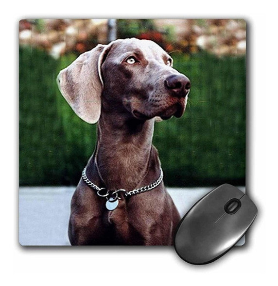 3drose Llc 8 x 8 x 0.25 inches Mouse Pad, Weimaraner (mp 0 3drose Llc 8 x 8 x 0.25 inches Mouse Pad, Weimaraner (mp 0