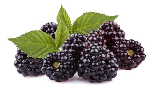 Plantas De Boysenberry - Exquisito Fruto Del Bosque!!! 0