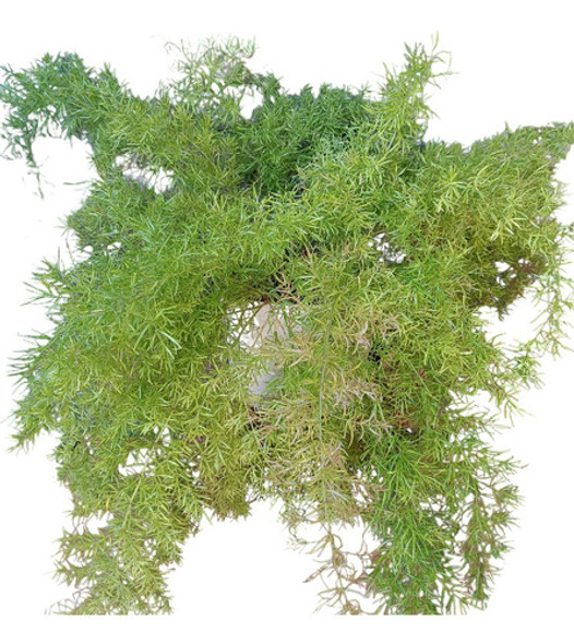 Helecho Cola De Zorro Grande 0 Helecho Cola De Zorro Grande 0