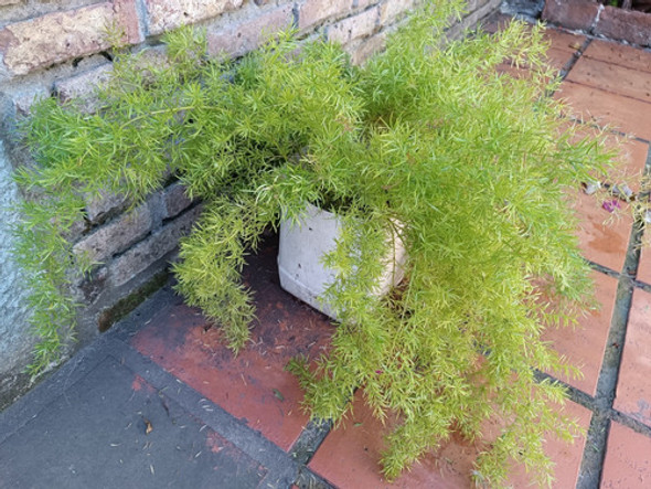 Helecho Cola De Zorro Grande 1 Helecho Cola De Zorro Grande 1