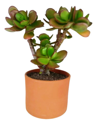 Plantas De Jade En Macetas De Terracota Cilindricas Nro 12 0