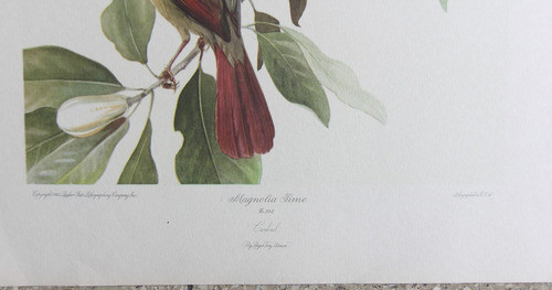 Lámina Pajaros Cardenales Y Magnolias 50x40cm Nektararte 1