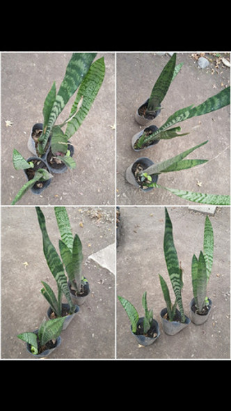 Promocion Plantas Jardin - Balcon 1 Promocion Plantas Jardin - Balcon 1