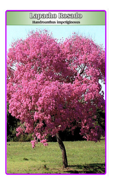 Semillas De Lapacho Rosado (handroanthus Impetiginosus) 0