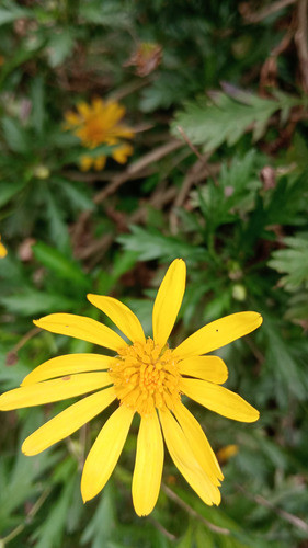 Margaritas Euryops - 5 Plantas 1