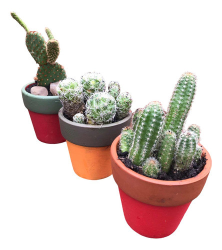 Cactus 0