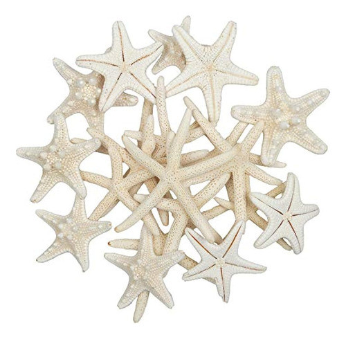 Jangostor  Juego De 20 Estrellas De Mar Mezcladas De Mar Y P 0