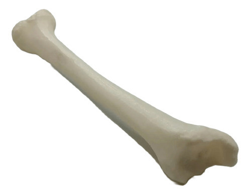 Tibia - Impresión 3d- Anatomía- Stock Disponible 0