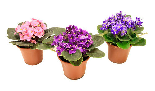 Violetas Africanas X 3 Unidades 0