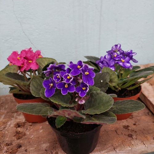 Violetas Africanas X 3 Unidades 1
