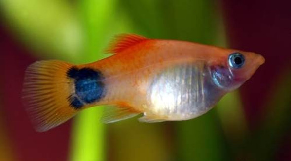 Platy Surtido Hot Sale Por Mundo Acuatico 0 Platy Surtido Hot Sale Por Mundo Acuatico 0