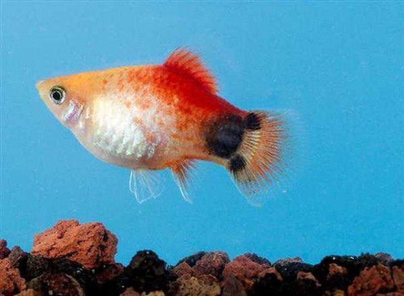 Platy Surtido Hot Sale Por Mundo Acuatico 1 Platy Surtido Hot Sale Por Mundo Acuatico 1