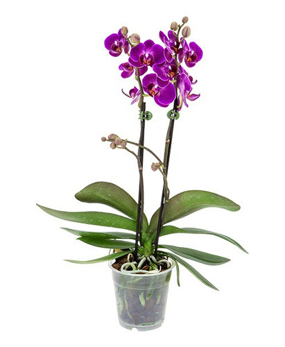 Orquídea Phalaenopsis Mini P09 0