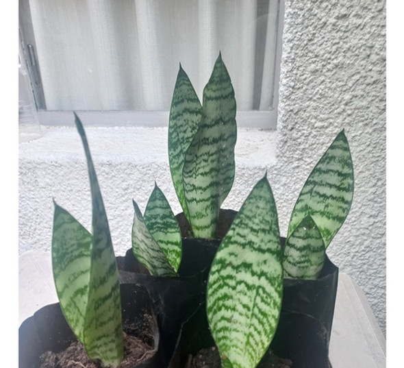 Espada De San Jorge / Sansevieria 1