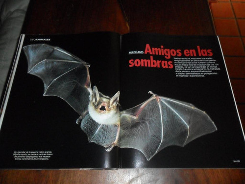 Murcielago 1994 Myotis Myotis Leyenda Supersticiones Dracula 0