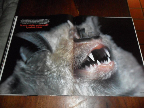 Murcielago 1994 Myotis Myotis Leyenda Supersticiones Dracula 1