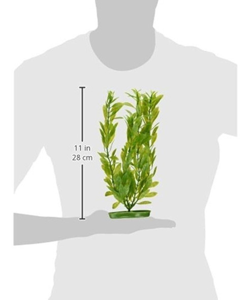 Marina Aquascaper Hygrophila Large Plant 12 Pulgadas 1