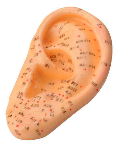 Acupuntura Profesional Modelo Oreja Puntos Practica 13cm 0