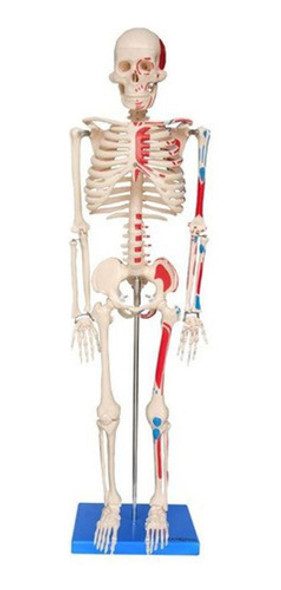 Esqueleto Humano 85 Cm, Articulações E Inserções Musculares 0