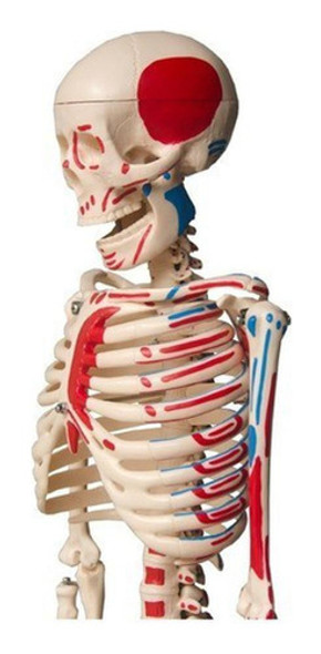 Esqueleto Humano 85 Cm, Articulações E Inserções Musculares 1