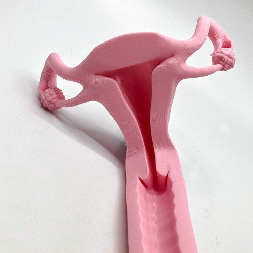 Aparato Reproductor Femenino - Impresión 3d - Anatomía 1