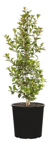 Plantas Para Cerco Ya 0