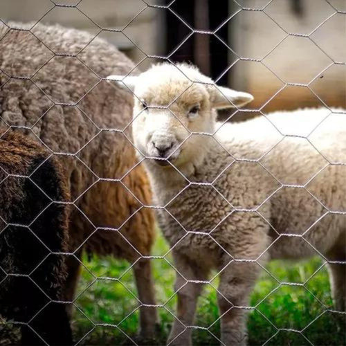 Tela Mangueirão Morlan Malha Tipo 3  Fio Bwg16 Altura 1mt 1