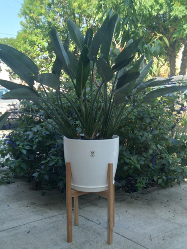 Planta Strelitzia Reginae En Maceta Premium Con Pie Nórdico 1