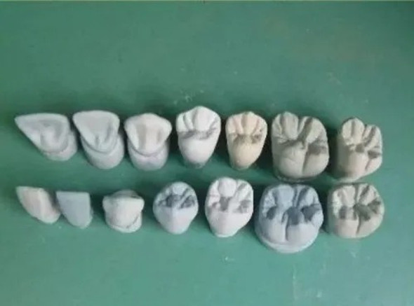 Dientes Macromodelos Para Estudiar Anatomia Dentaria 1