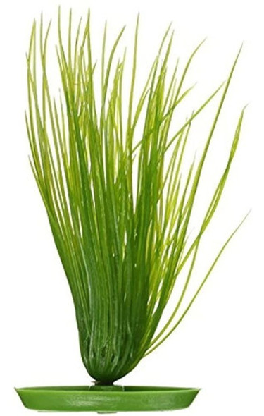 Aquascaper Hairgrass 8 Pulgadas 0