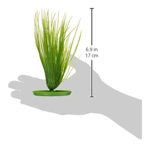 Aquascaper Hairgrass 8 Pulgadas 1