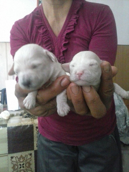Caniche Blancos Cómo La Nieve 0