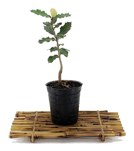Plantín Quercus Suber Alcornoque 4 Años Domestic Bonsai 0
