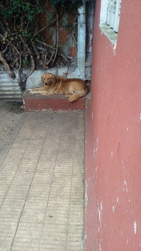 Golden Servicio Monta 0
