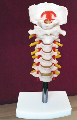 Material Didáctico Modelo De Columna Cervical 1